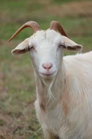 Milk & Meadow Goat Milk Body Cream