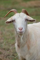 Milk & Meadow Goat Milk Body Cream